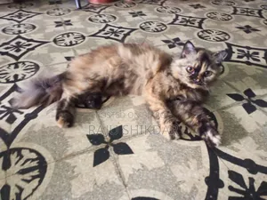 6-12 Months Female Purebred Persian