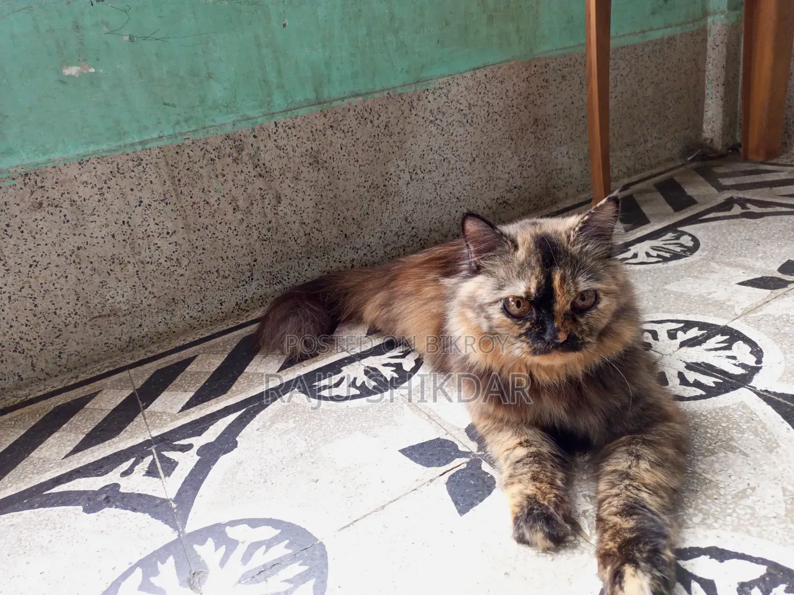 6-12 Months Female Purebred Persian