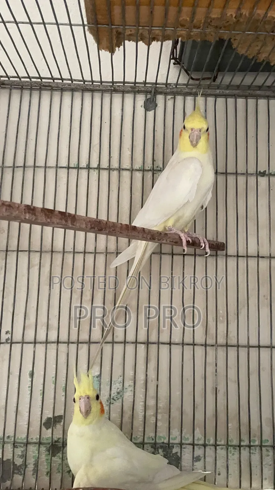 Animals Bird