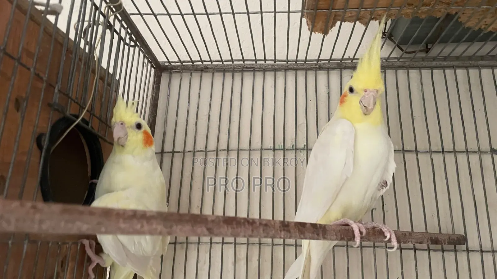 Animals Bird