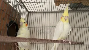 Animals Bird