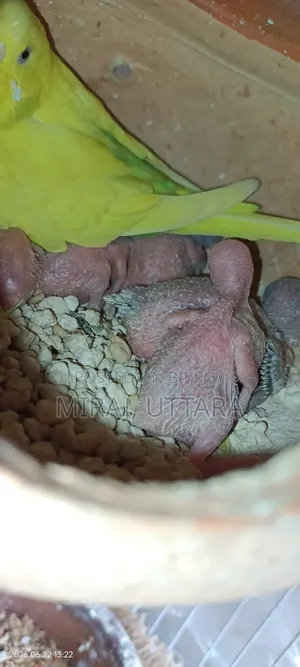 Budgerigar Sale