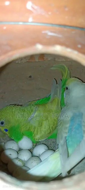 Budgerigar Sale