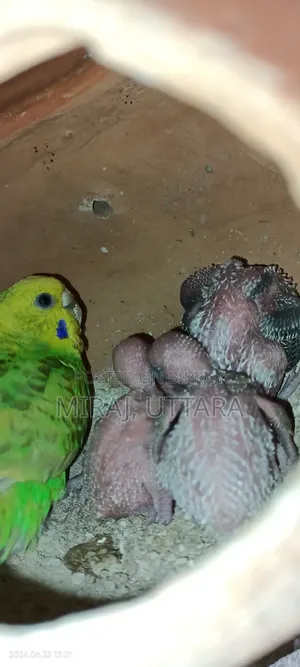 Budgerigar Sale