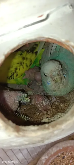Budgerigar Sale