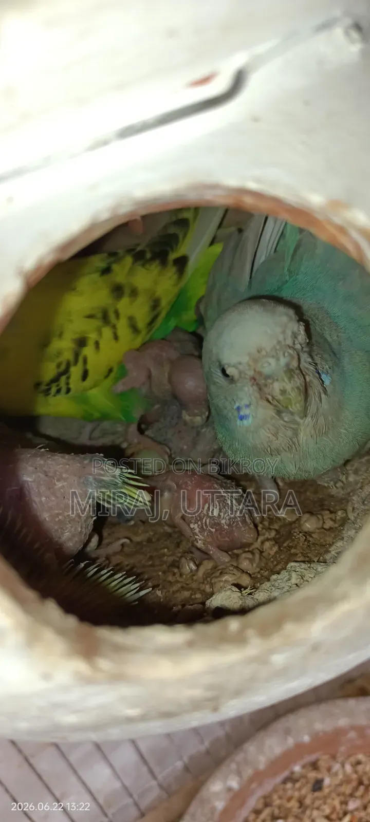 Budgerigar Sale