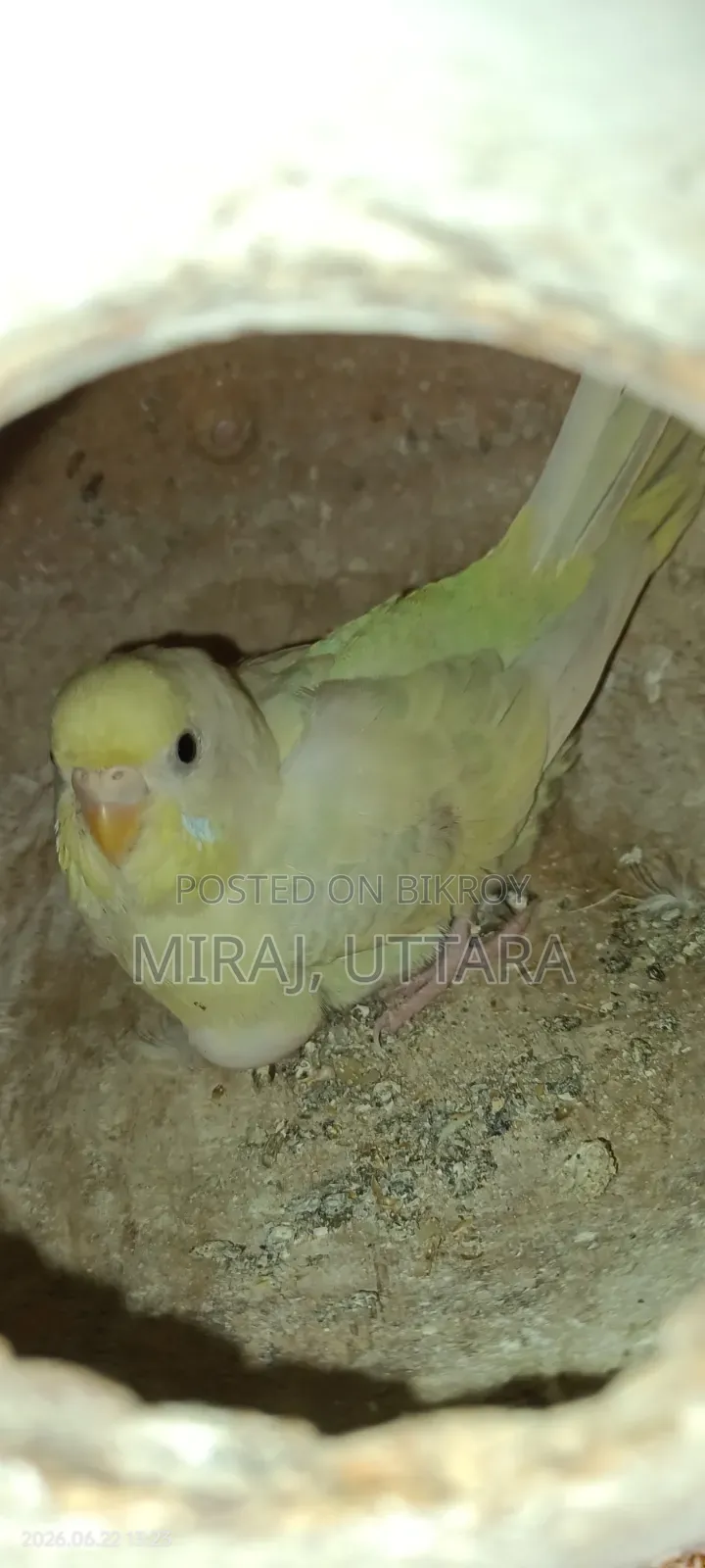 Budgerigar Sale