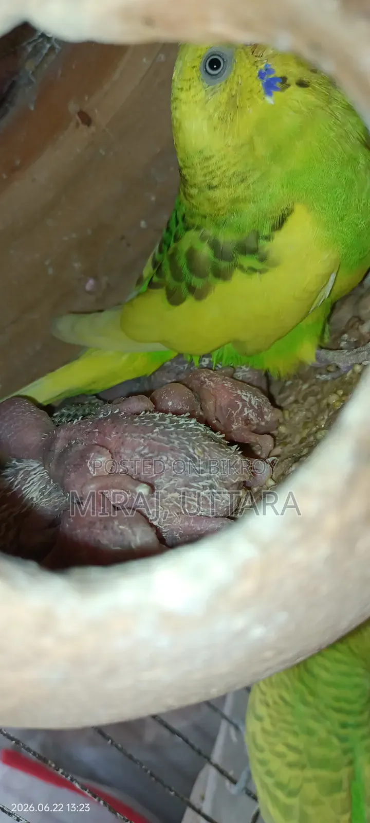 Budgerigar Sale