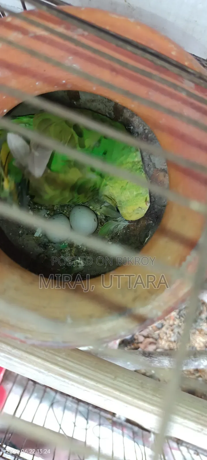 Budgerigar Sale