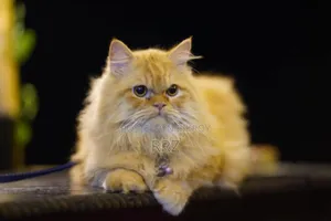 1+ year Male Purebred Persian