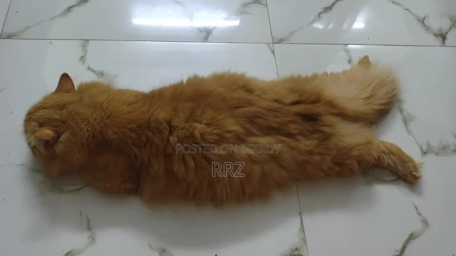 1+ year Male Purebred Persian