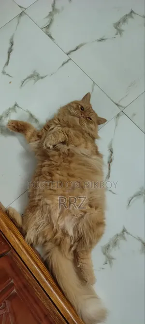 1+ year Male Purebred Persian