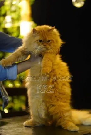 1+ year Male Purebred Persian