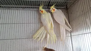 Cockatiel, Pineapple Conure