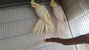 Cockatiel, Pineapple Conure