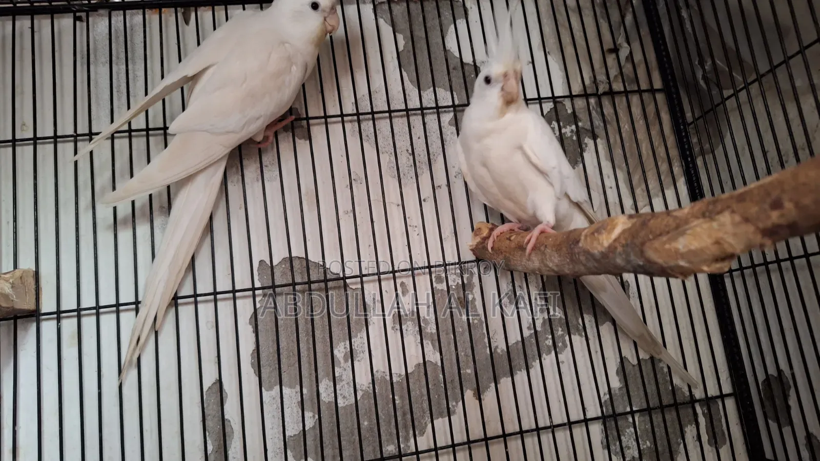 Cockatiel, Pineapple Conure