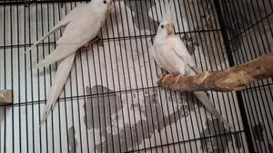 Cockatiel, Pineapple Conure