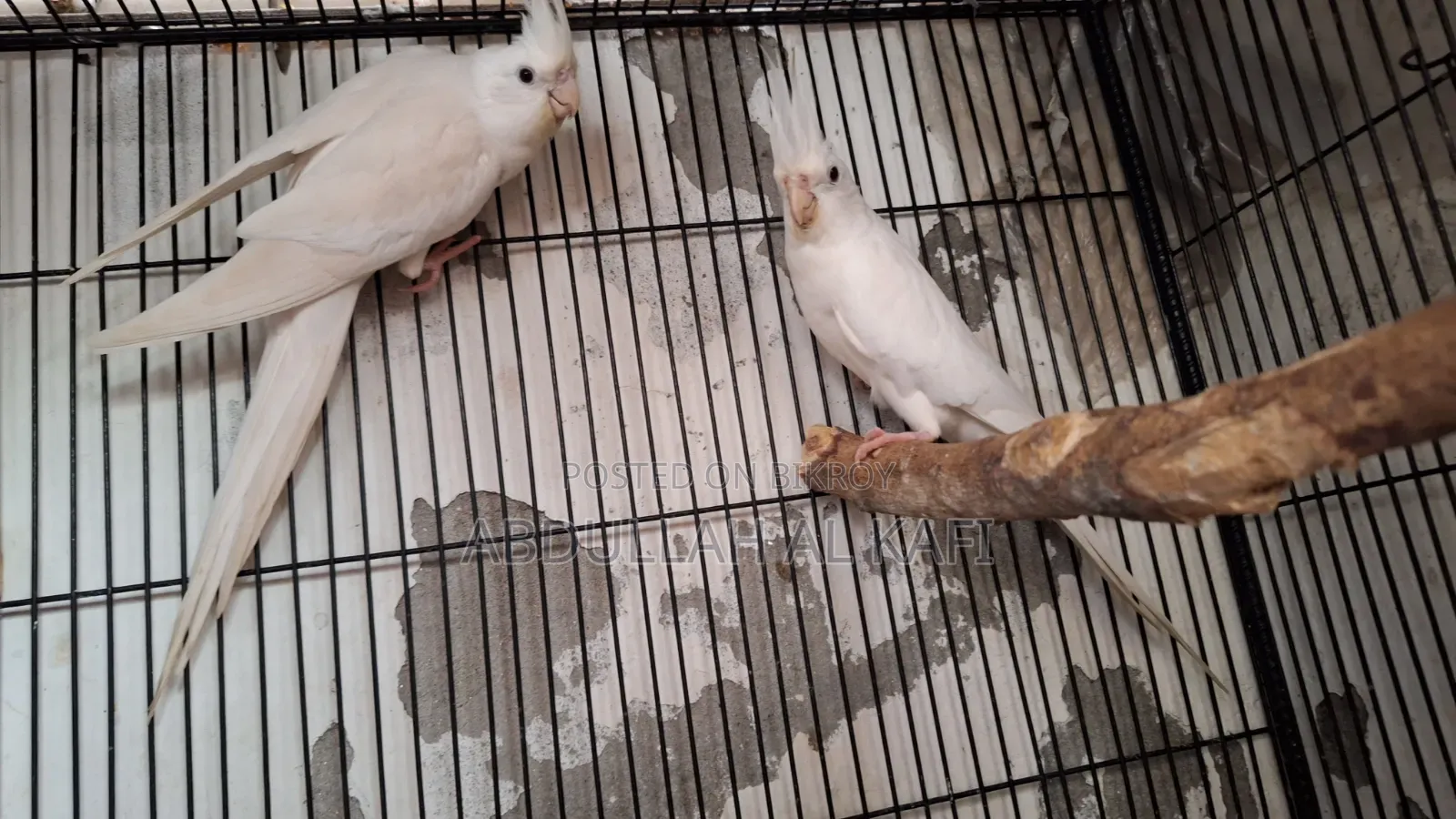 Cockatiel, Pineapple Conure
