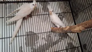 Cockatiel, Pineapple Conure