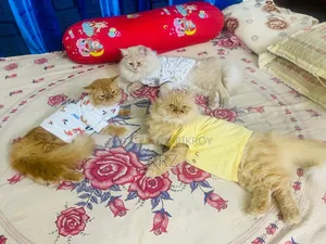 1+ year Male Purebred Persian