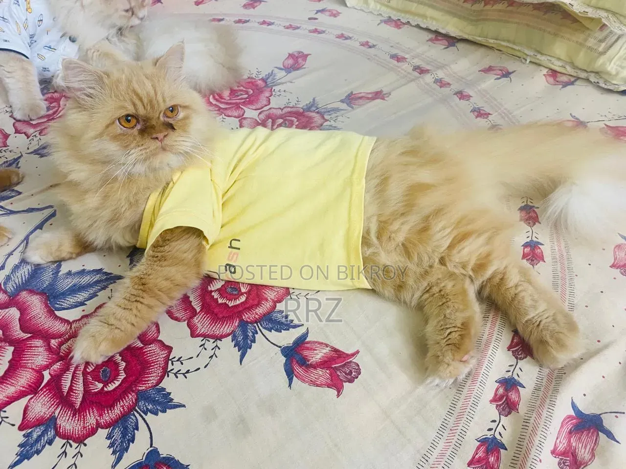 1+ year Male Purebred Persian