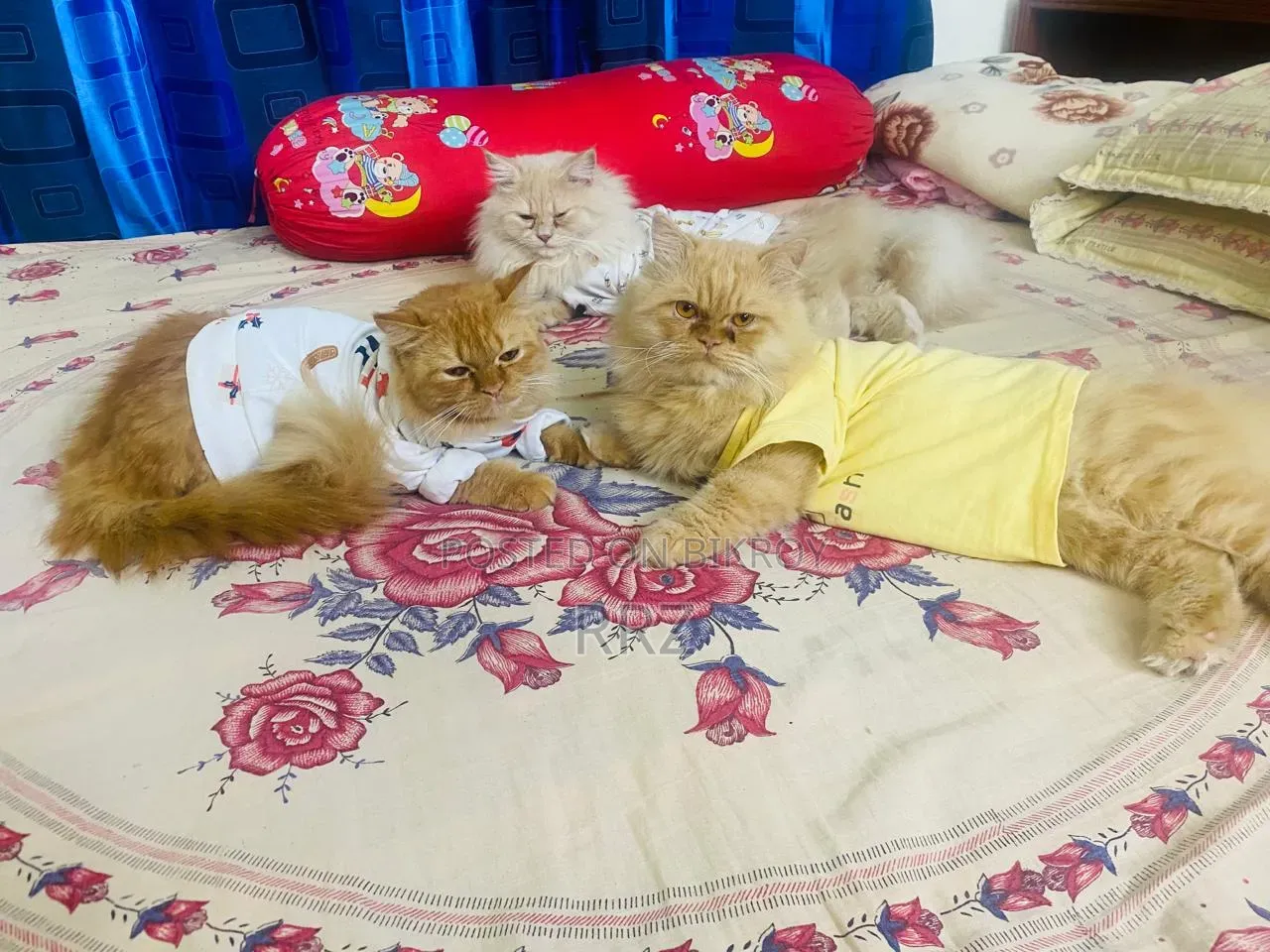 1+ year Male Purebred Persian