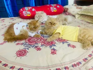 1+ year Male Purebred Persian