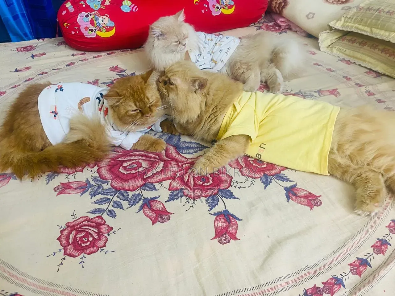 1+ year Male Purebred Persian