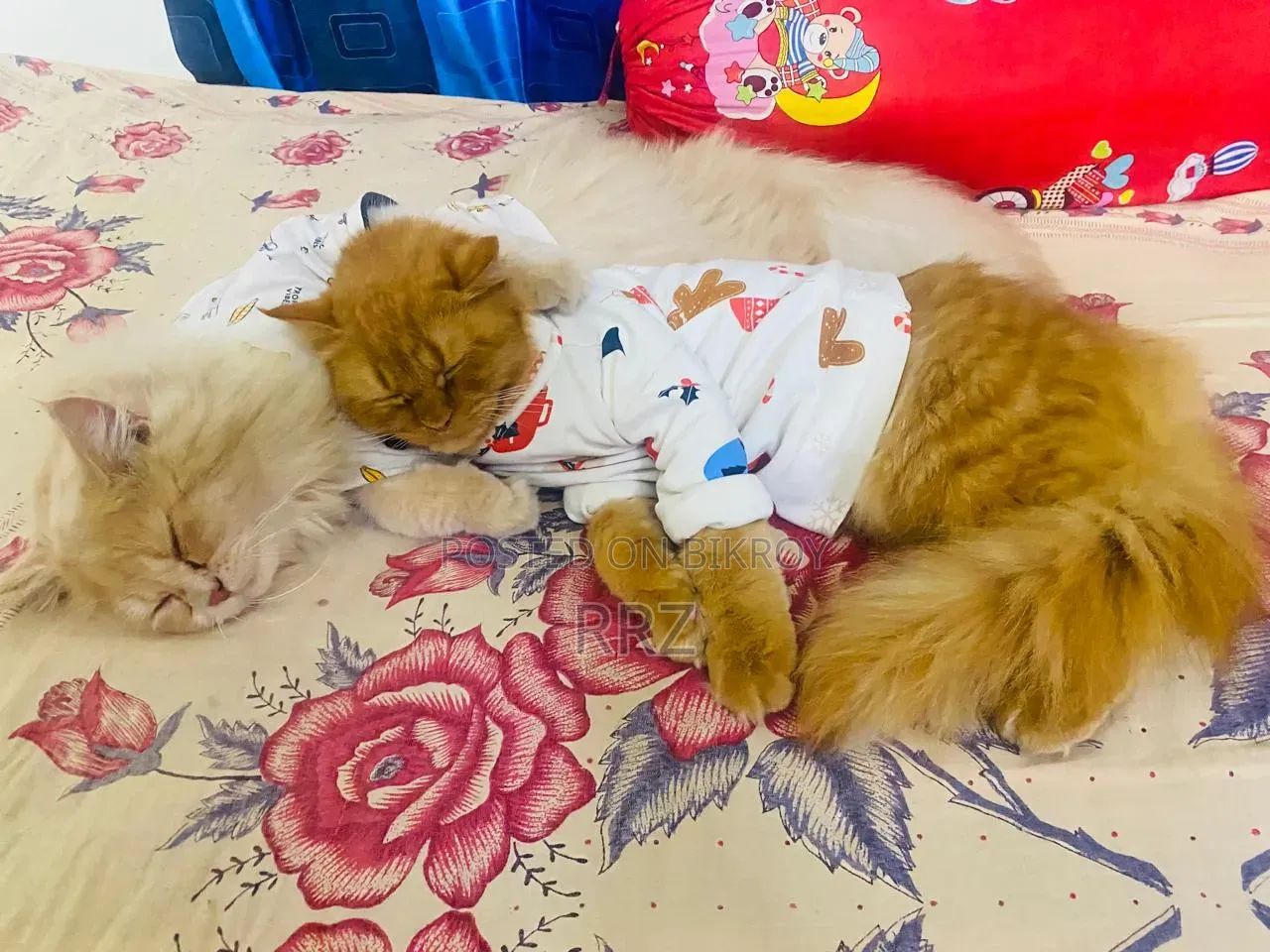 1+ year Male Purebred Persian