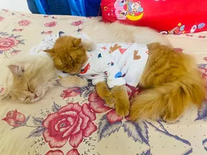 1+ year Male Purebred Persian