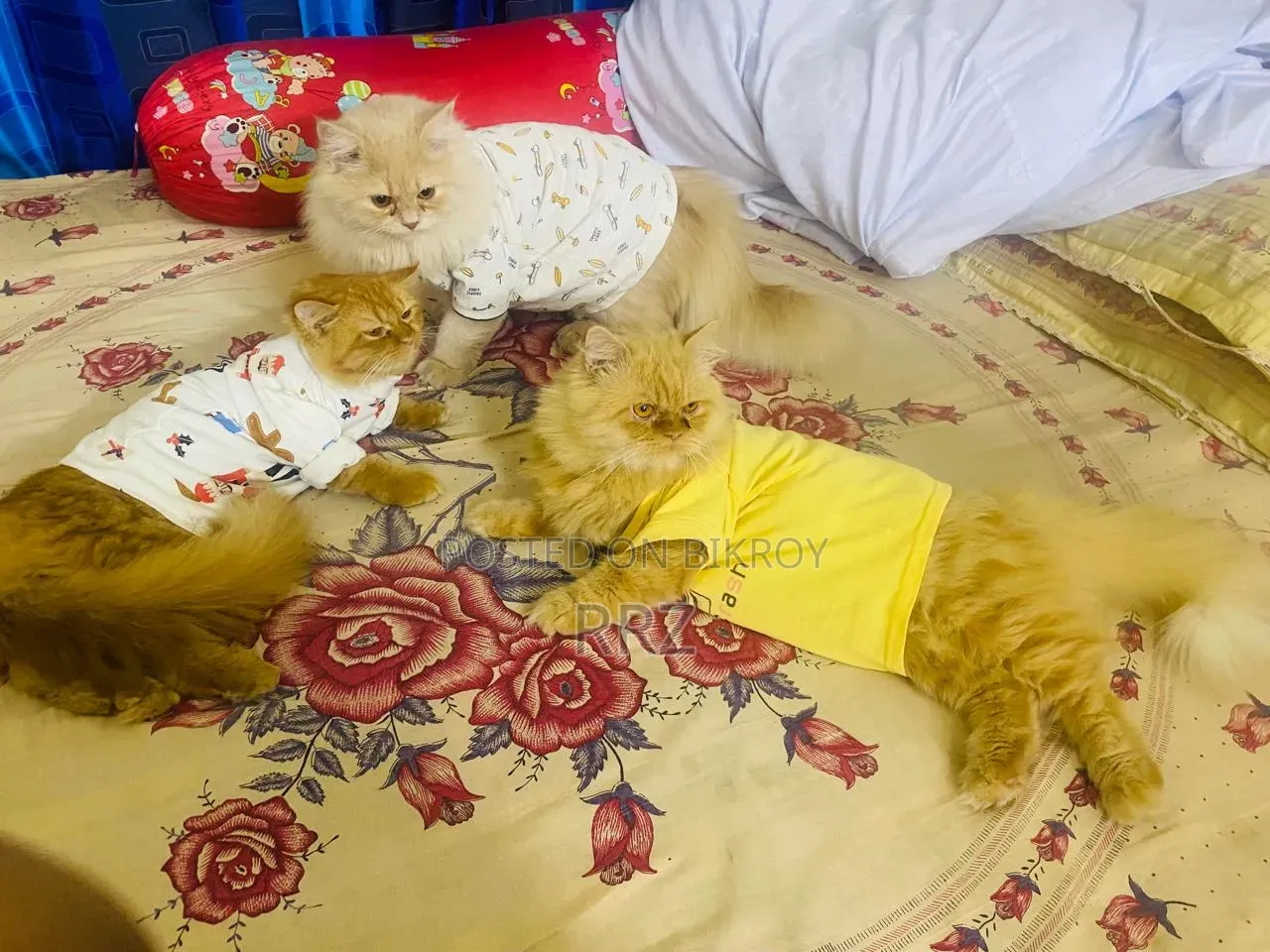 1+ year Male Purebred Persian