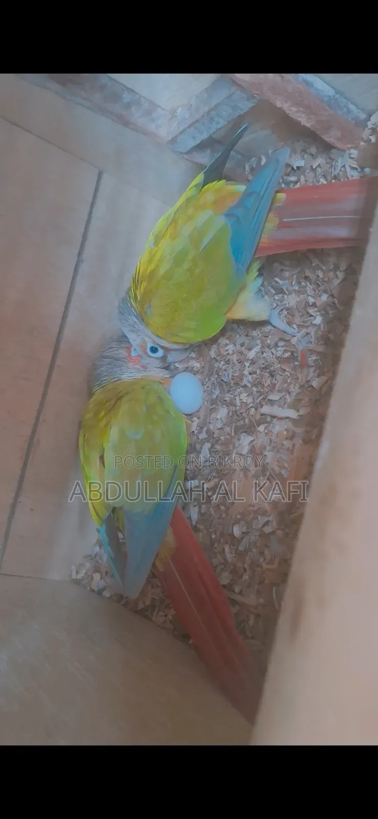 Cockatiel, Pineapple Conure