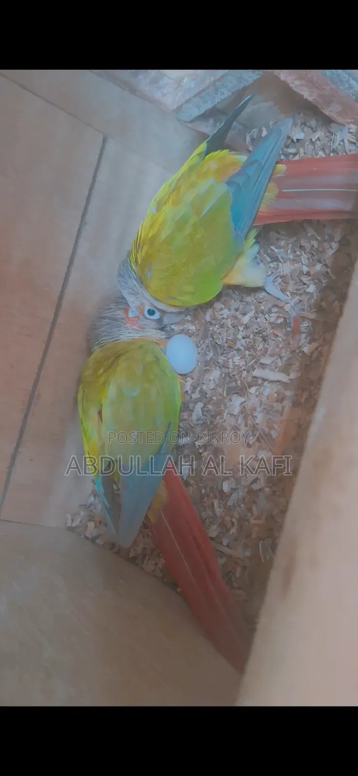 Cockatiel, Pineapple Conure