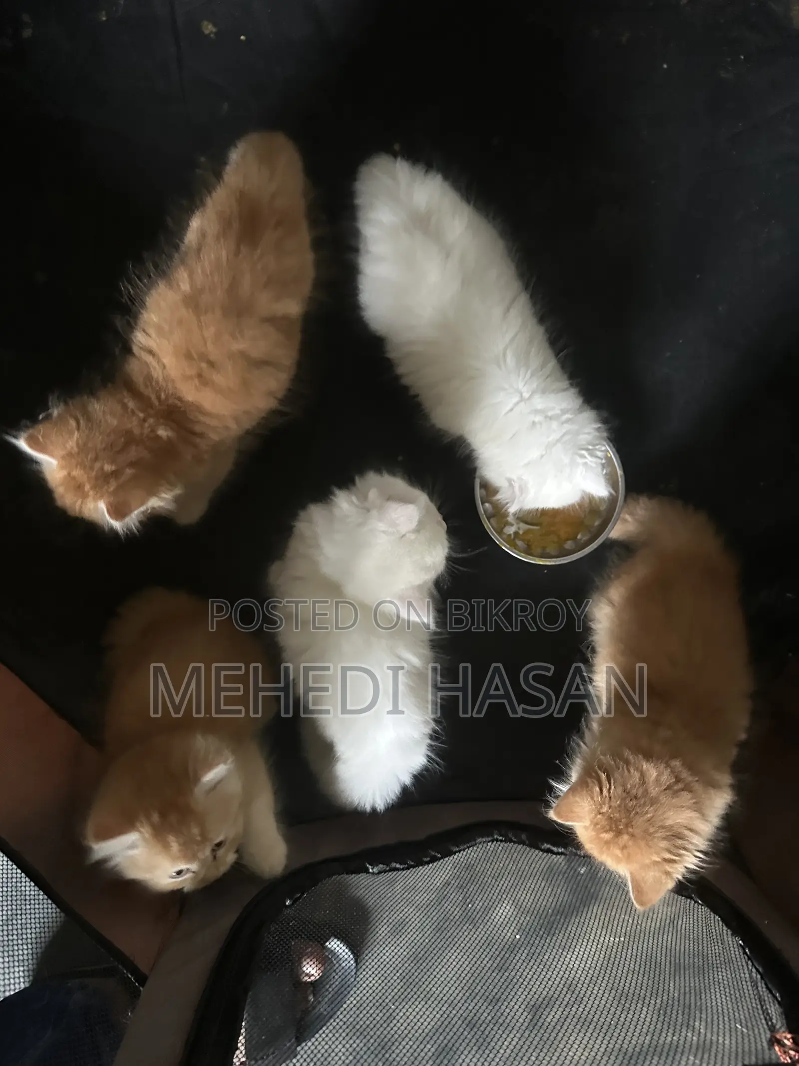 1-3 Months Female Purebred Persian