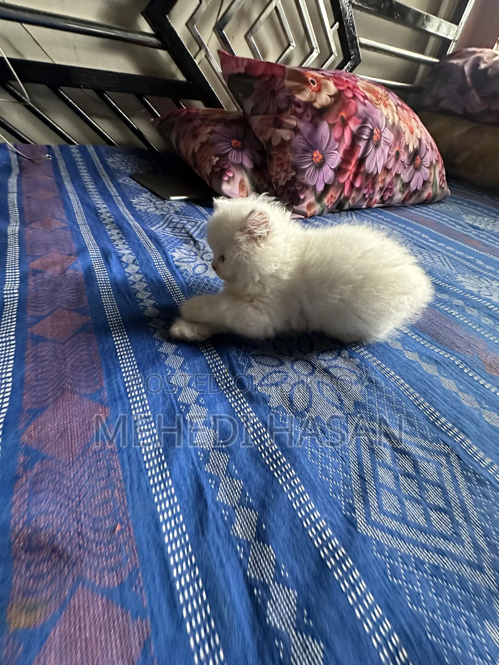 1-3 Months Female Purebred Persian