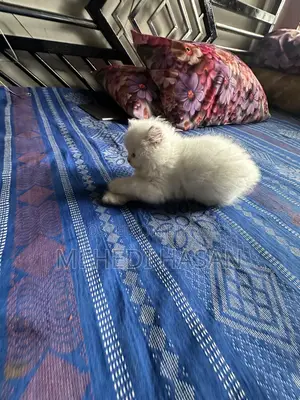 1-3 Months Female Purebred Persian
