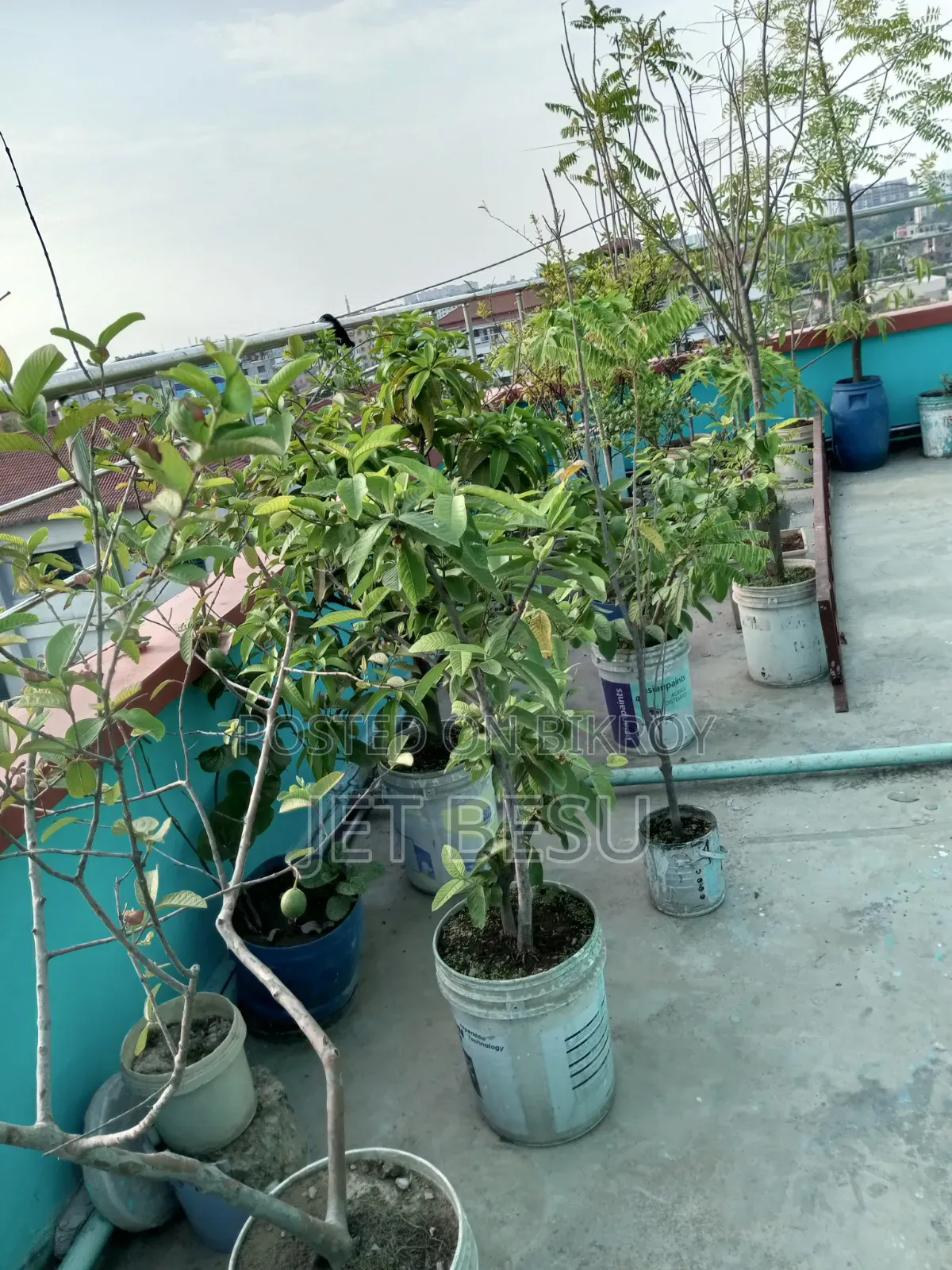 Studio Apartment in Mirpur for Rent from June 23