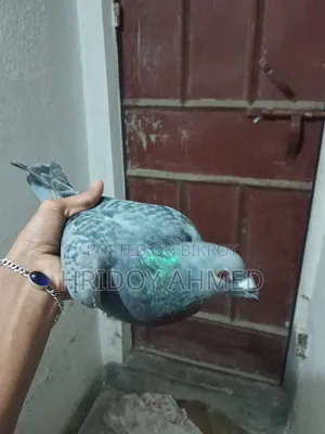 Hridoy Loft BIRD