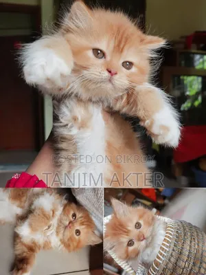 1-3 Months Female Purebred Persian