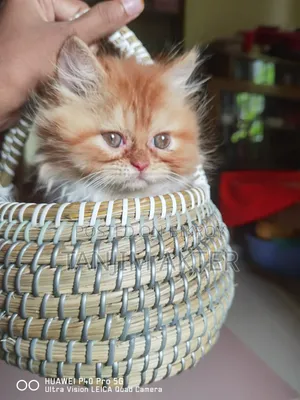 1-3 Months Female Purebred Persian