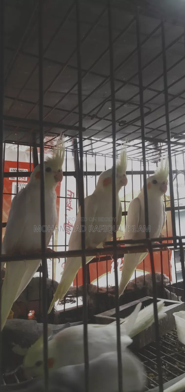 Cockatiel Red Eye Lutino and Fawn Pied