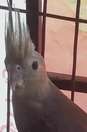 Cockatiel Red Eye Lutino and Fawn Pied