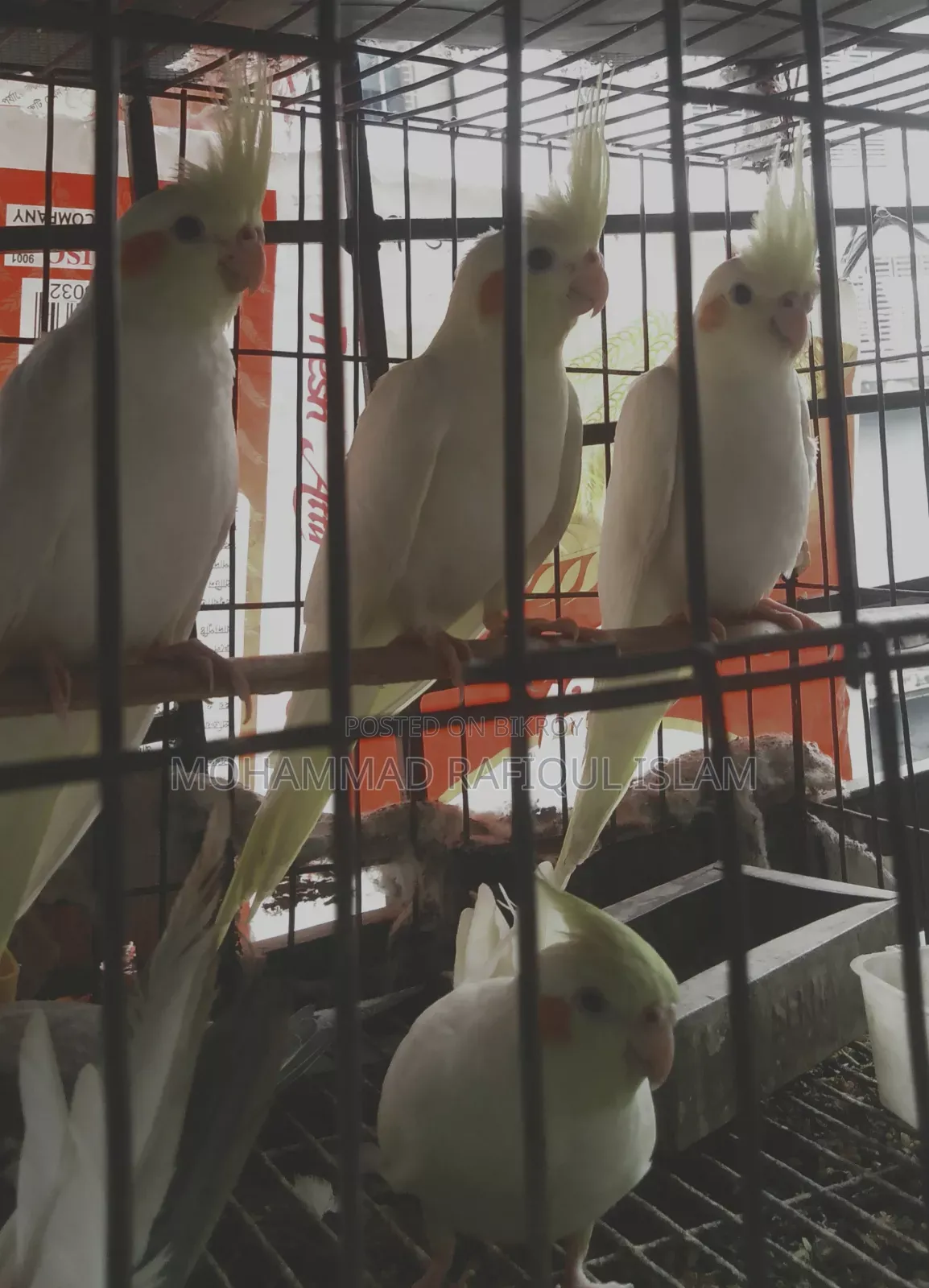 Cockatiel Red Eye Lutino and Fawn Pied
