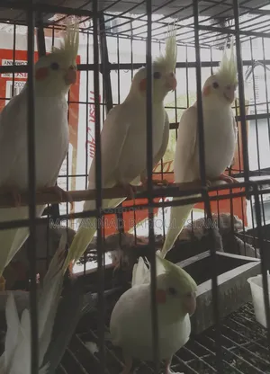 Cockatiel Red Eye Lutino and Fawn Pied