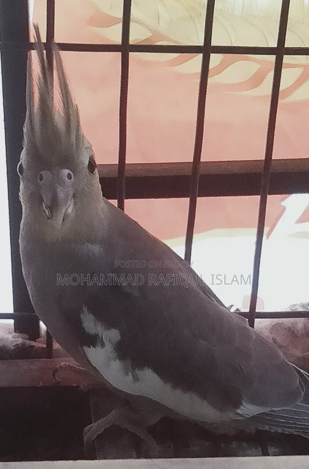 Cockatiel Red Eye Lutino and Fawn Pied