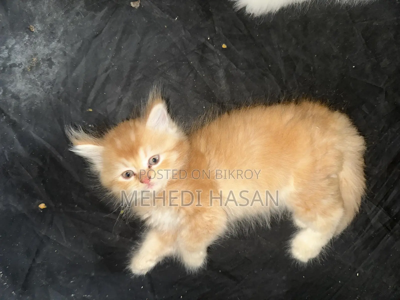 1-3 Months Female Purebred Persian