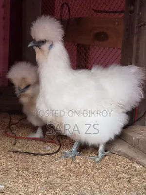 Fancy Chicken Hatching Eggs for Sale with 70% Guarantee