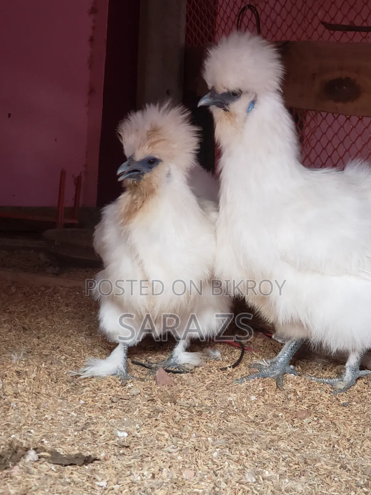 Fancy Chicken Hatching Eggs for Sale with 70% Guarantee