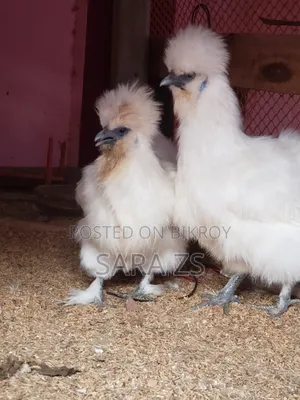Fancy Chicken Hatching Eggs for Sale with 70% Guarantee