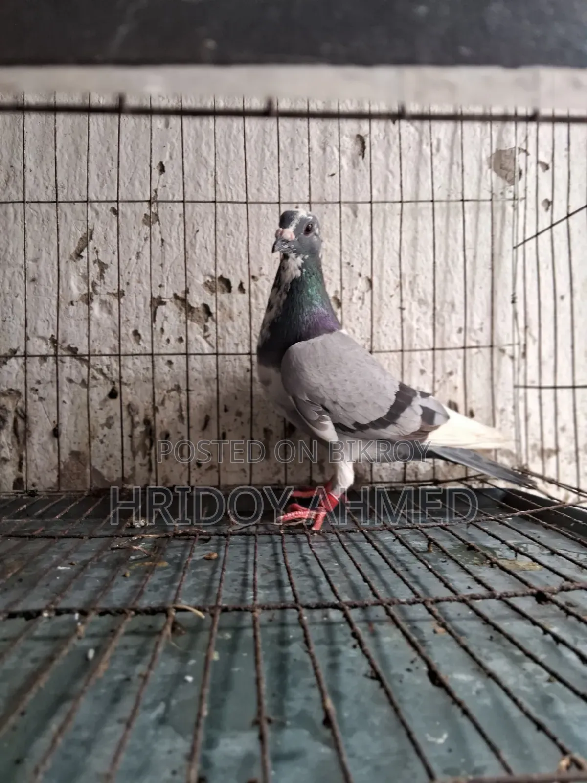 Pigeon Sale